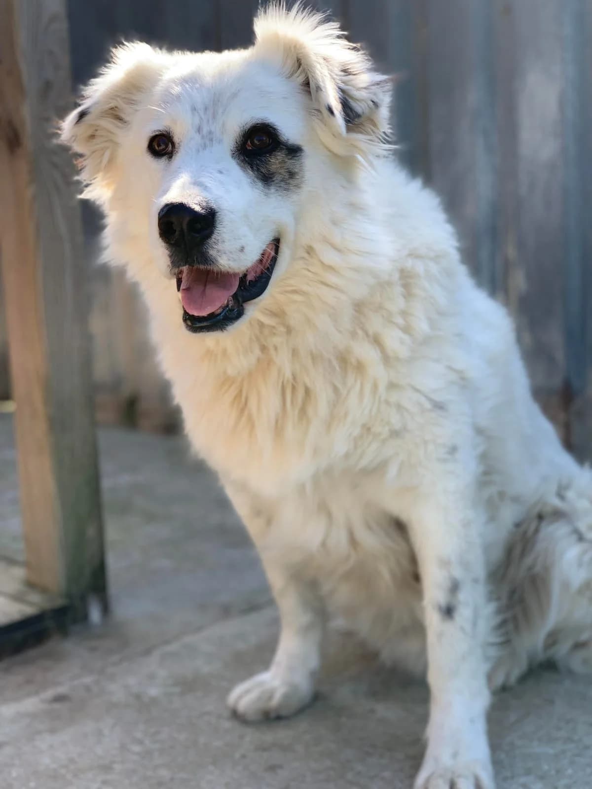 Malou, male Mixed Breed for adoption at Pas Si Bêtes