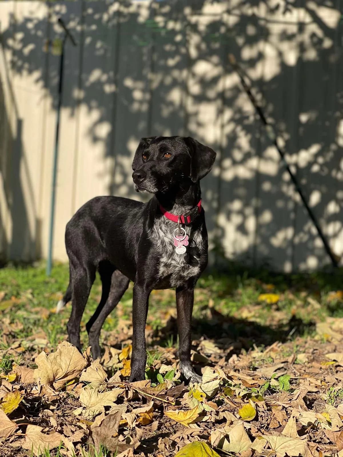 Olga,  Mixed Breed for adoption at Pas Si Bêtes
