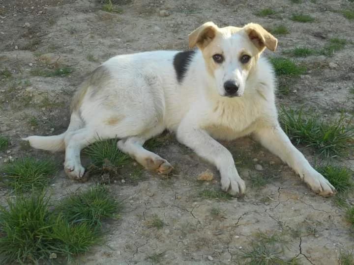 Topaz, male Mixed Breed for adoption at Pas Si Bêtes