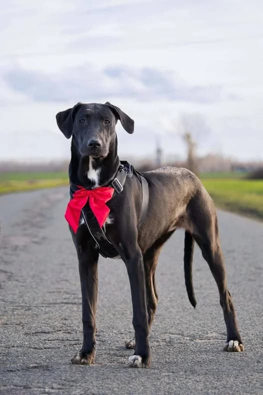 Ariel, female Mixed Breed for adoption at Pas Si Bêtes