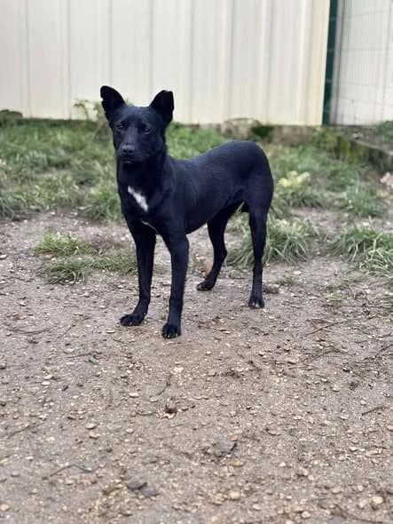 Balie, female Mixed Breed for adoption at Pas Si Bêtes
