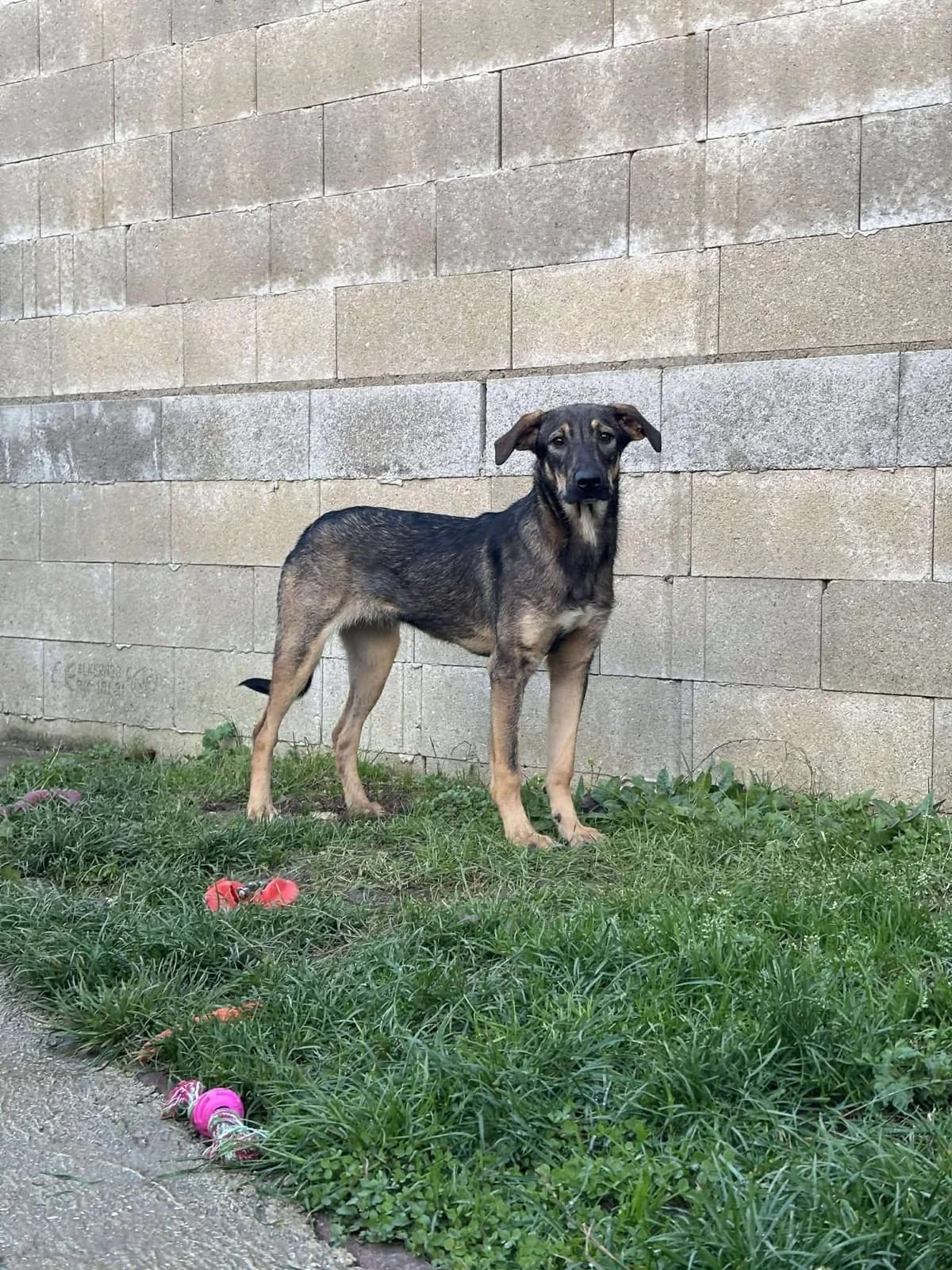 Hazel,  Mixed Breed for adoption at Pas Si Bêtes