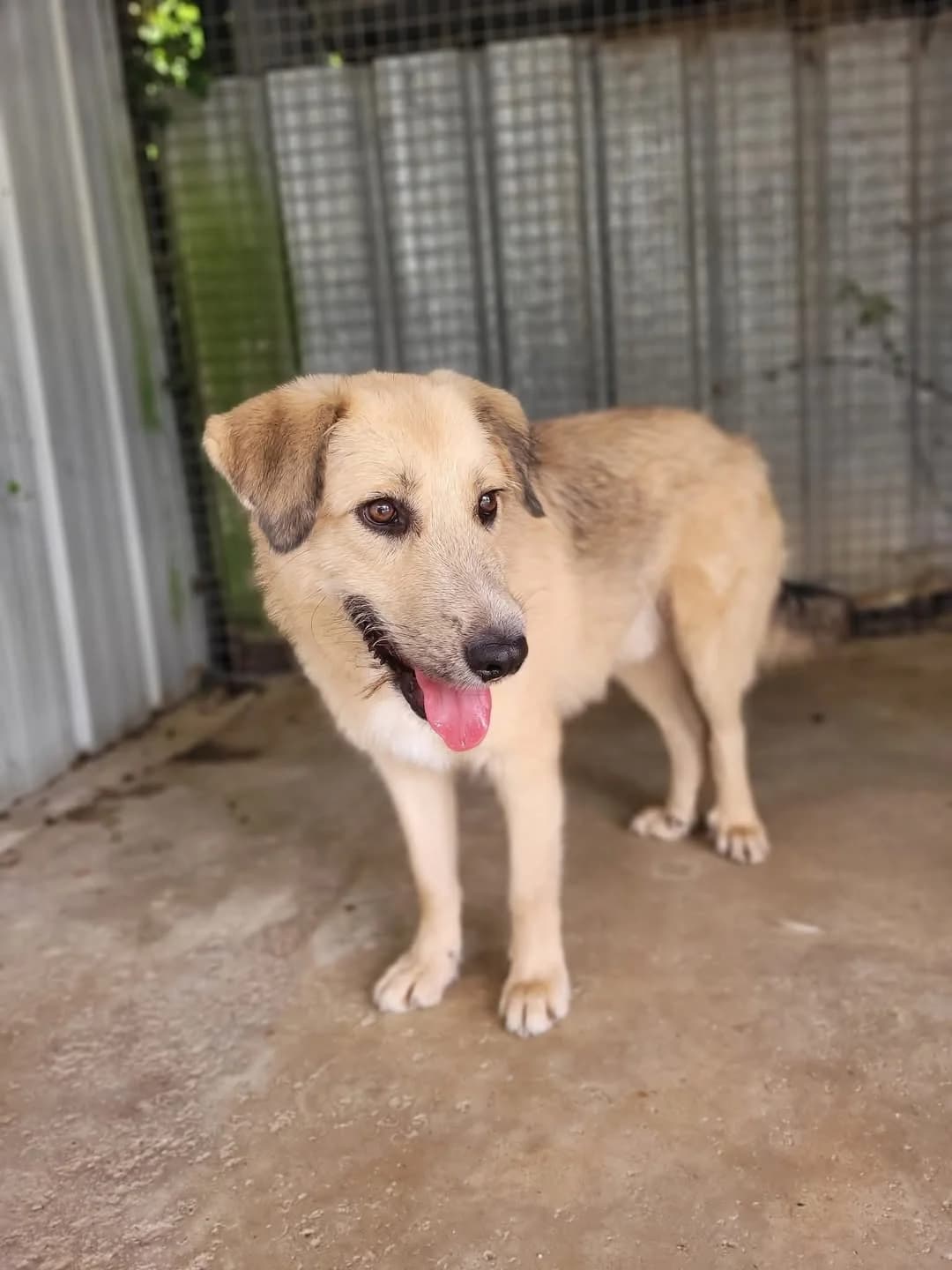 Floyd,  Mixed Breed for adoption at Pas Si Bêtes
