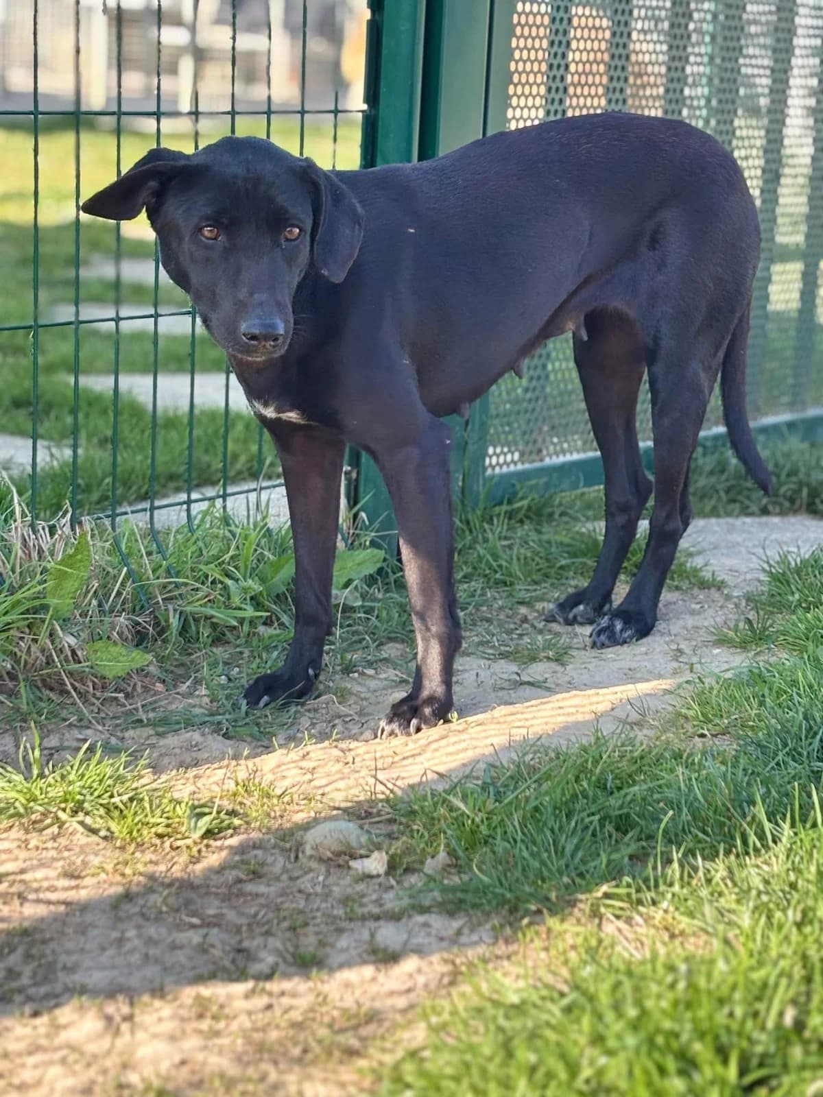 Chanel,  Mixed Breed for adoption at Pas Si Bêtes