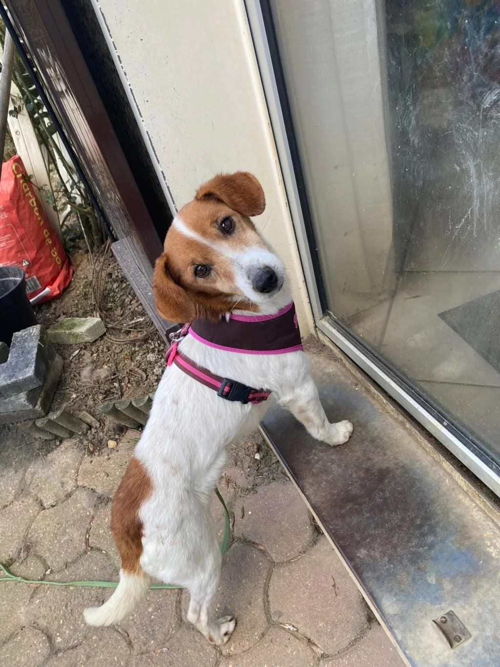 EDGAR, Mixed Breed (La Patte de l)