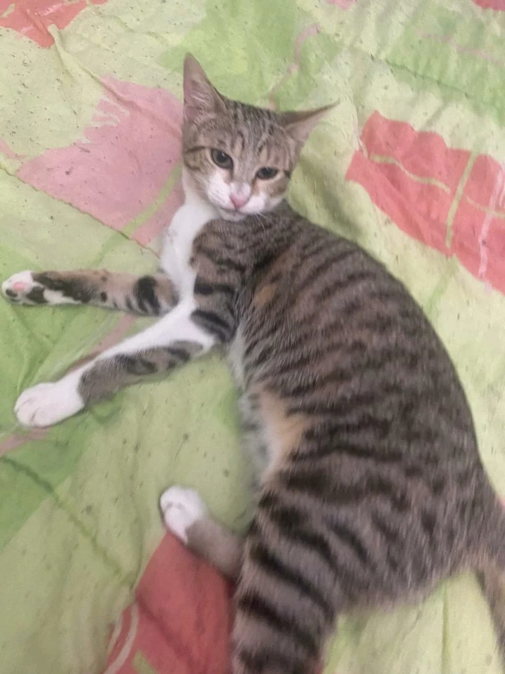 UKITA, female puppy European Shorthair for adoption at La Patte de l