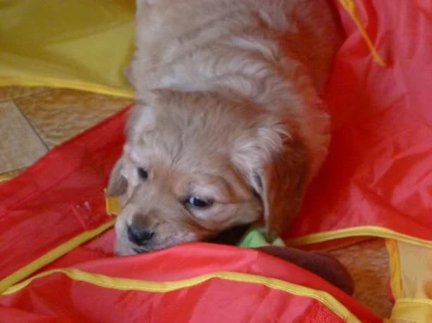 IDALGO,  Mixed Breed for adoption at Les Petites Patounes