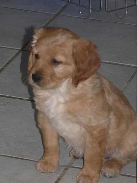 INA,  Mixed Breed for adoption at Les Petites Patounes