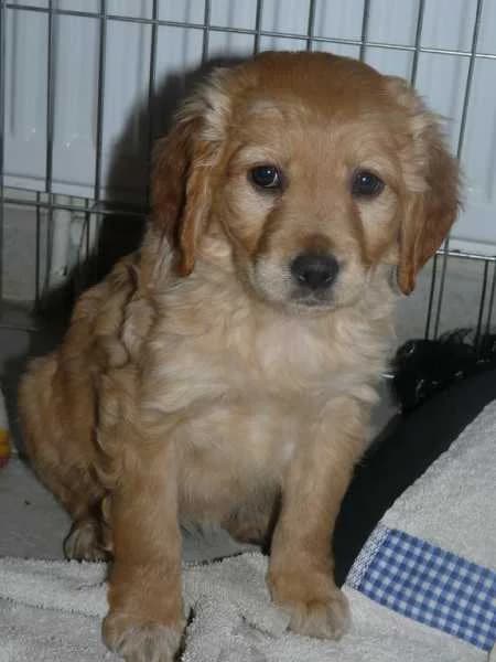 ITCHI,  Mixed Breed for adoption at Les Petites Patounes