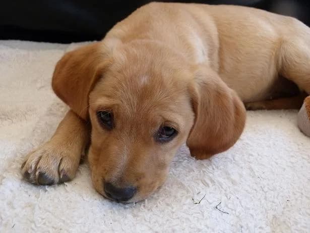 ISKA, Mixed Breed for adoption at Les Petites Patounes