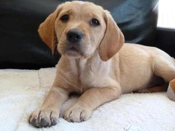 ISIS, Mixed Breed for adoption at Les Petites Patounes