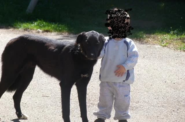 HILTON x berger de 1an (en FA 26210),  Mixed Breed for adoption at Les Petites Patounes