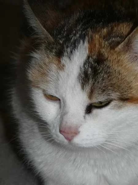 DUCHESSE 2 ans environ(en FA 26270),  Mixed Breed for adoption at Les Petites Patounes