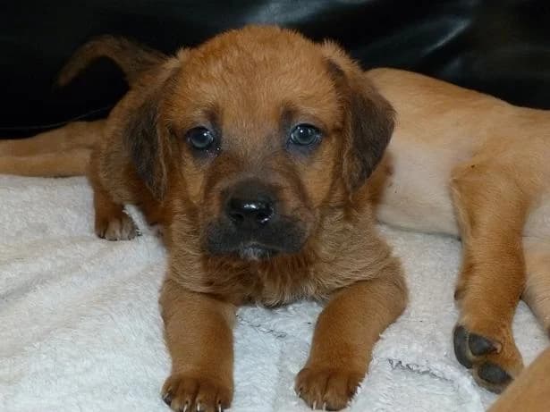 IRINA 2mois x berger (en FA 26210),  Mixed Breed for adoption at Les Petites Patounes