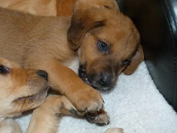 IGGY 2 mois x berger (en FA 07800), Mixed Breed for adoption at Les Petites Patounes