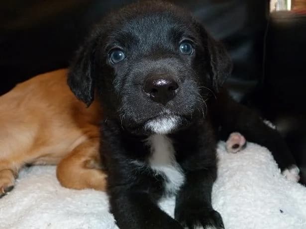 ICEO 2mois x labrador (en FA 07800), Mixed Breed for adoption at Les Petites Patounes