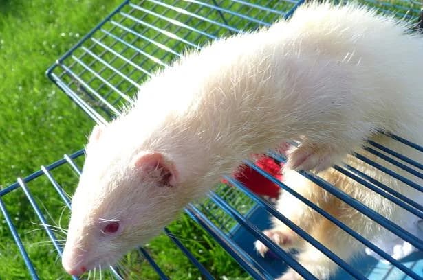 CASPER,  Mixed Breed for adoption at Les Petites Patounes