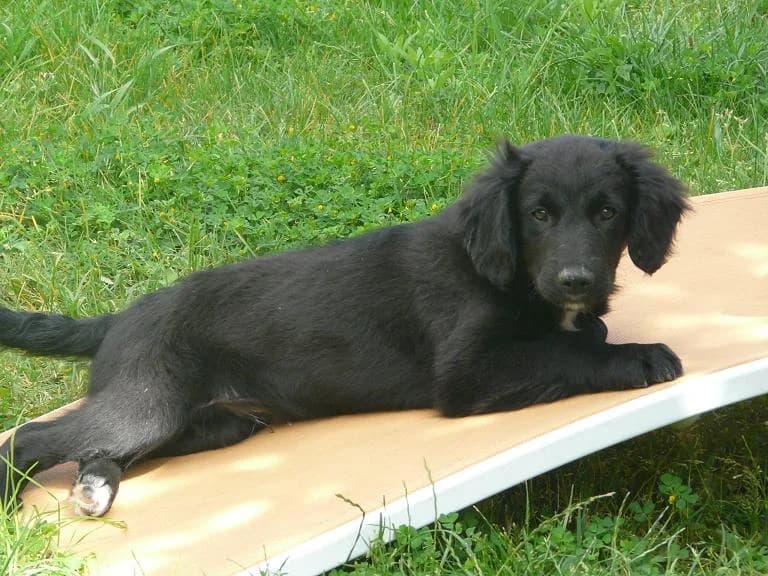 IZOU,  Mixed Breed for adoption at Les Petites Patounes