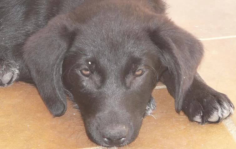 IZETH,  Mixed Breed for adoption at Les Petites Patounes