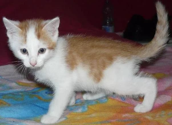 IZNOGOUD, Mixed Breed for adoption at Les Petites Patounes