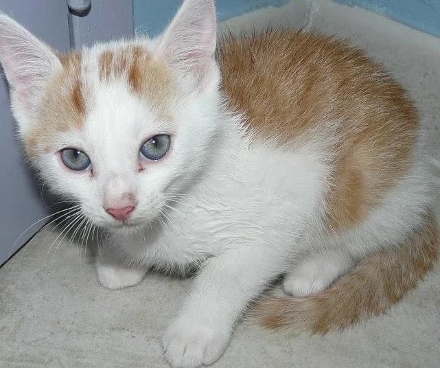 ICE TEA, Mixed Breed for adoption at Les Petites Patounes