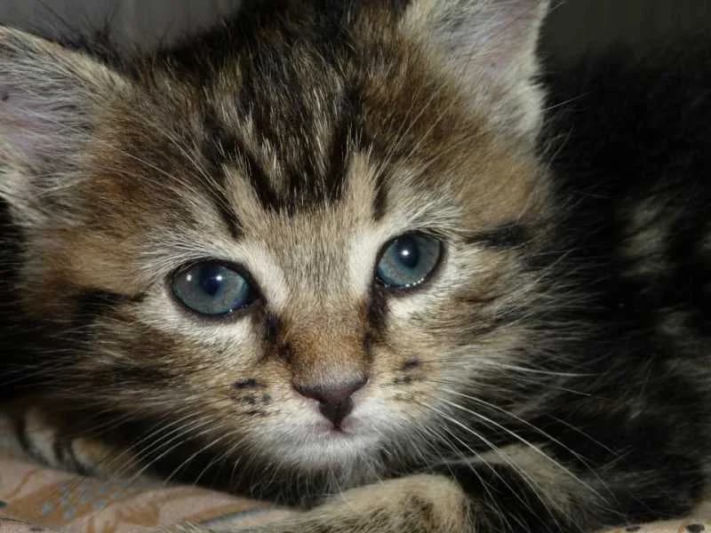 ISIS,  Mixed Breed for adoption at Les Petites Patounes