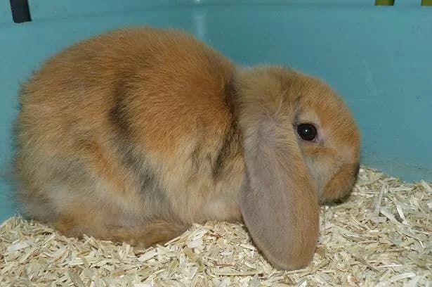 NOUGATINE bb,  Mixed Breed for adoption at Les Petites Patounes