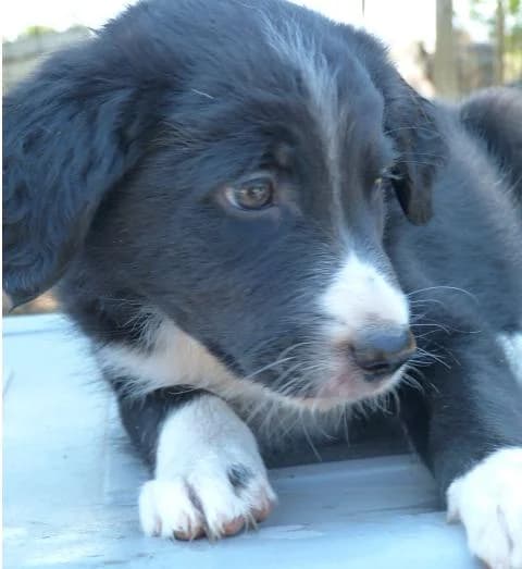 ILARY petite x berger de 2mois (en FA 26210), Mixed Breed for adoption at Les Petites Patounes