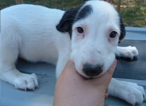 IRIS x berger de 4 mois (en FA 26210), Mixed Breed for adoption at Les Petites Patounes