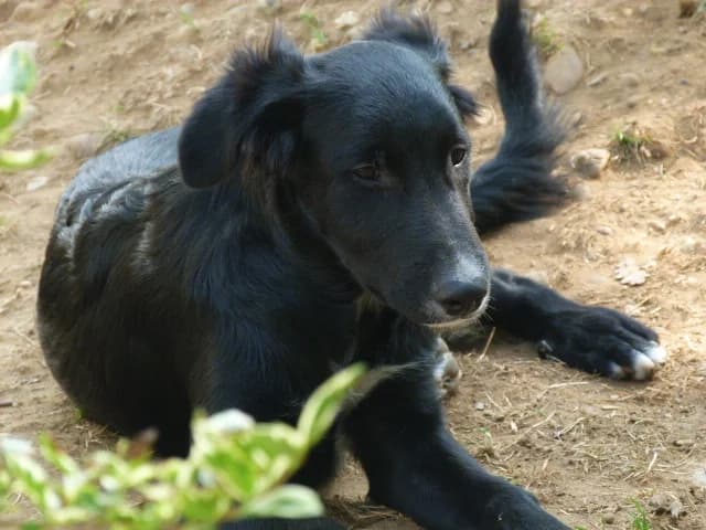 I'MAIL,  Mixed Breed for adoption at Les Petites Patounes