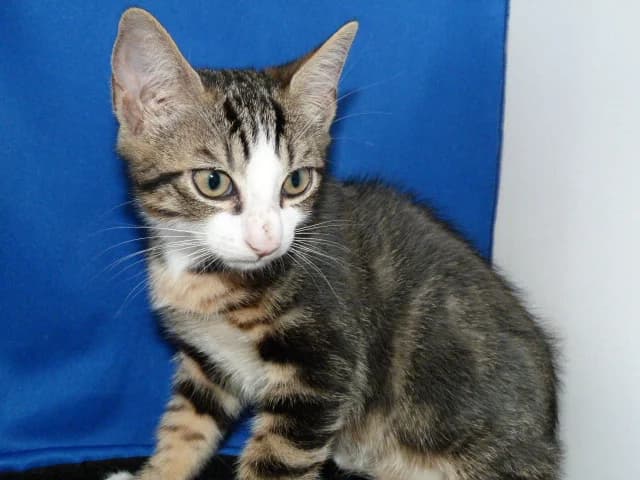 GODZILLA, Mixed Breed for adoption at Les Petites Patounes