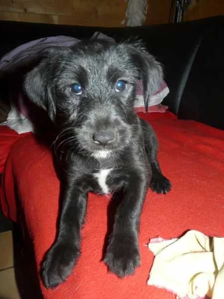 ISIS, Mixed Breed for adoption at Les Petites Patounes