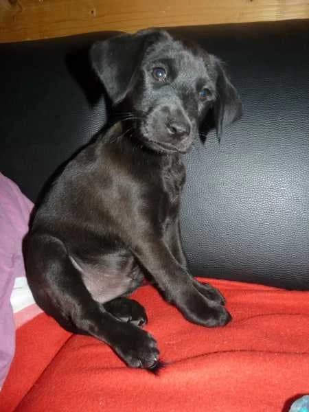IPHONE, Mixed Breed for adoption at Les Petites Patounes