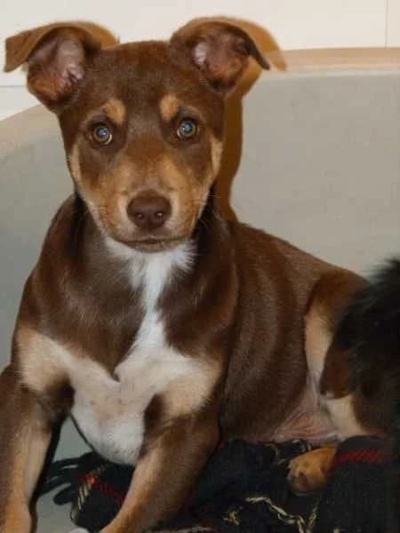 CARAMELLO x berger de 3mois et demi (en FA 26210), Mixed Breed for adoption at Les Petites Patounes