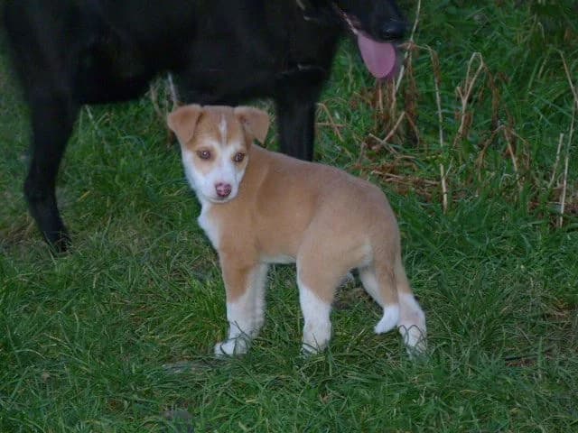 IRISH x husky de 3mois (en FA 26210), Mixed Breed for adoption at Les Petites Patounes