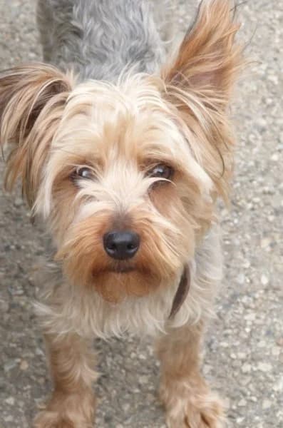IWOK york de 1an (en FA 26210),  Mixed Breed for adoption at Les Petites Patounes