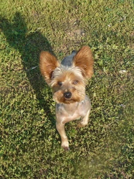 ILAN york de 1an (en FA 26270),  Mixed Breed for adoption at Les Petites Patounes