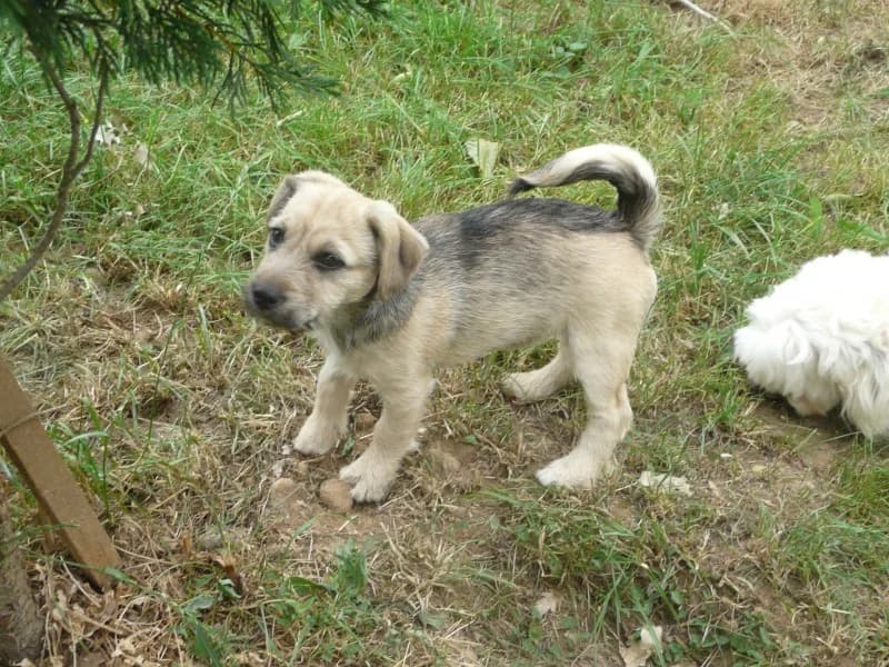 JIJI x jack de 3mois et demi (en FA 26270),  Mixed Breed for adoption at Les Petites Patounes