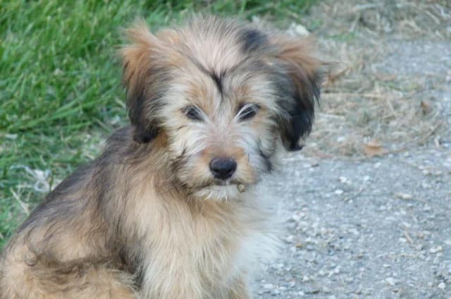 JASMINE x lassah apso (en FA 26210),  Mixed Breed for adoption at Les Petites Patounes