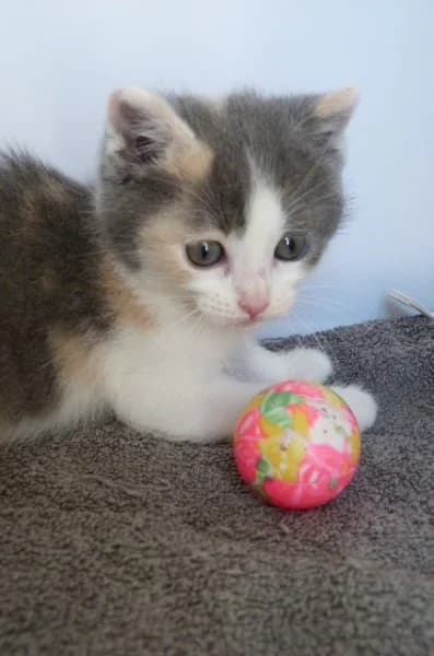 JUNEchaton femelle (en FA 26210), Mixed Breed for adoption at Les Petites Patounes