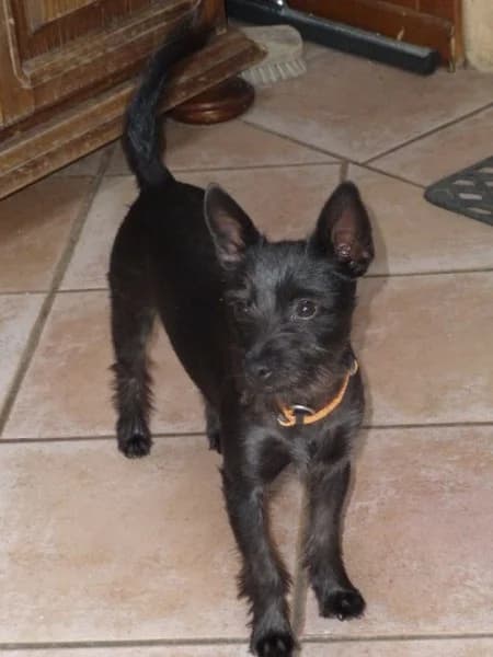 JAZZ,  Mixed Breed for adoption at Les Petites Patounes