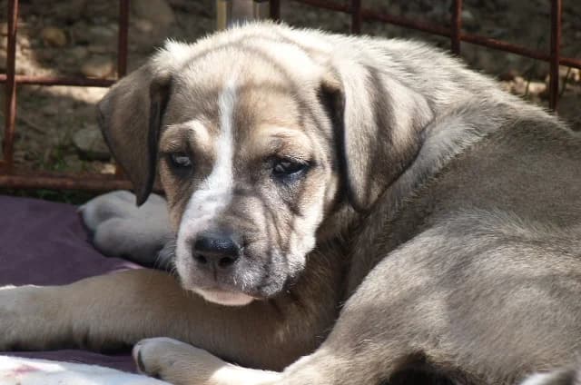 JODYchiot femelle de 2mois (en FA 26270), Mixed Breed for adoption at Les Petites Patounes