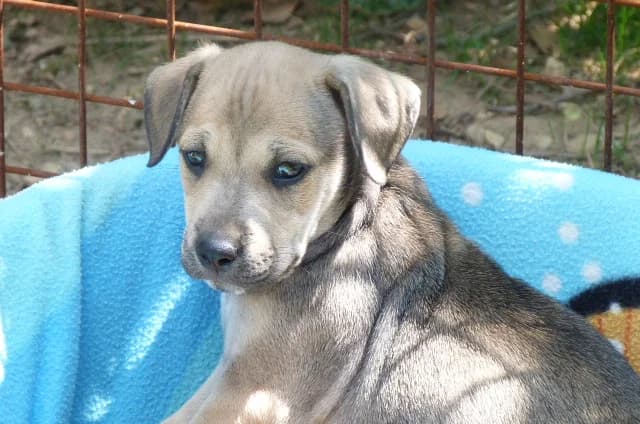 JUMP,  Mixed Breed for adoption at Les Petites Patounes