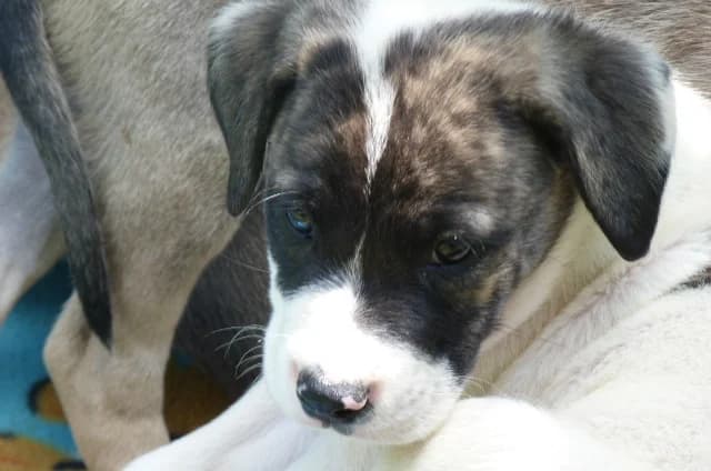 JAMES, Mixed Breed for adoption at Les Petites Patounes