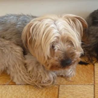 ELY york femelle de 5ans (en FA 26210),  Mixed Breed for adoption at Les Petites Patounes