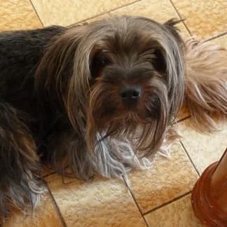 LILOU york de 5ans et demi(en FA 26210),  Mixed Breed for adoption at Les Petites Patounes