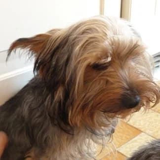 ICE york mâle de 9mois (en fa 26210),  Mixed Breed for adoption at Les Petites Patounes