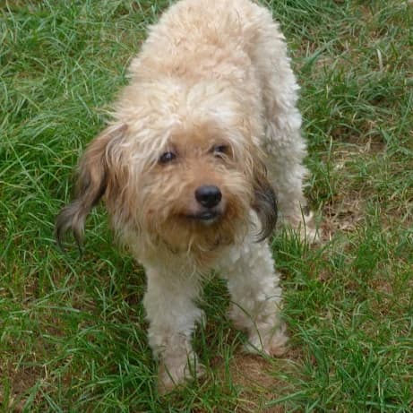PRINCESSE 9mois caniche x bichon (en FA 26210),  Mixed Breed for adoption at Les Petites Patounes