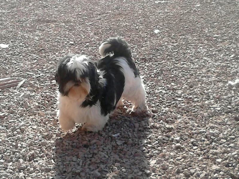 DIWA Shit zhu femelle de 6ans (en FA 26210),  Mixed Breed for adoption at Les Petites Patounes