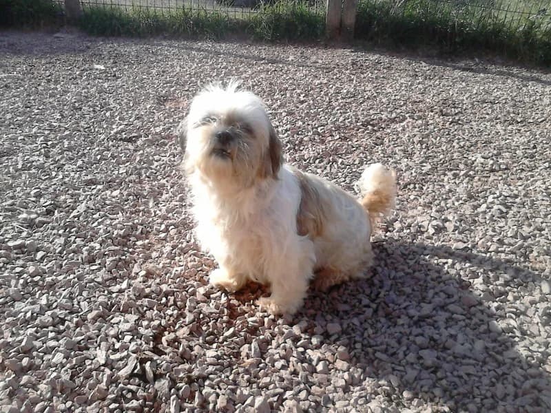 CRYSTA Shitzhu femelle de 7ans(en FA 26270), Mixed Breed for adoption at Les Petites Patounes